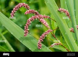 Attēlu rezultāti vaicājumam “Persicaria lapathifolia flower”