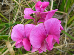 Attēlu rezultāti vaicājumam “Lathyrus latifolius bud”