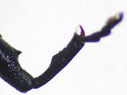 Attēlu rezultāti vaicājumam “Magdalis sp.”