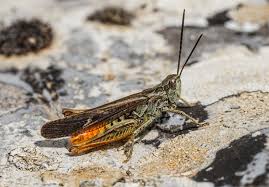 Attēlu rezultāti vaicājumam “Chortippus sp.”