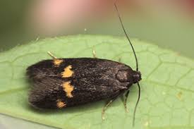 Attēlu rezultāti vaicājumam “Borkhausenia minutella”