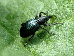 Attēlu rezultāti vaicājumam “Apionidae”