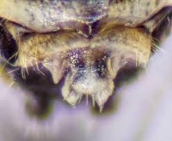 Attēlu rezultāti vaicājumam “Psococerastis gibbosa”