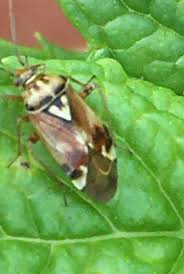 Attēlu rezultāti vaicājumam “Lygus pratensis nymph”