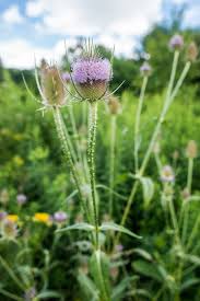 Attēlu rezultāti vaicājumam “Dipsacus fullonum fruit”