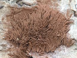 Attēlu rezultāti vaicājumam “Stemonitis axifera var. smithii macro”