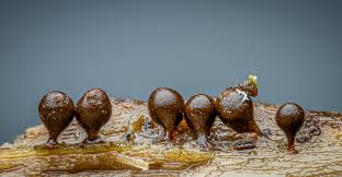 Attēlu rezultāti vaicājumam “Cribraria aurantiaca var. persoonii young”