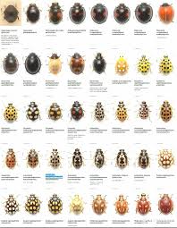 Attēlu rezultāti vaicājumam “Coccinellidae”