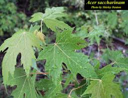 Attēlu rezultāti vaicājumam “Acer saccharinum”