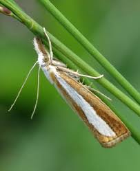 Attēlu rezultāti vaicājumam “Catoptria margaritella”