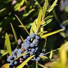 Attēlu rezultāti vaicājumam “Poa angustifolia fruit”