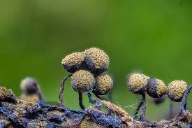 Attēlu rezultāti vaicājumam “Cribraria aurantiaca var. persoonii spores”