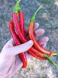 Afbeeldingsresultaat voor joe long cayenne hot pepper