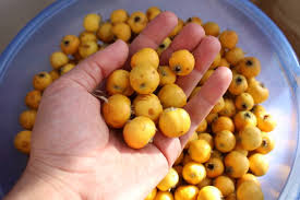 Attēlu rezultāti vaicājumam “Crataegus macracantha fruit”
