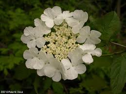 Attēlu rezultāti vaicājumam “Viburnum opulus”