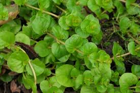 Attēlu rezultāti vaicājumam “Lysimachia nummularia leaf”