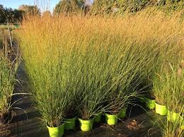 Attēlu rezultāti vaicājumam “Molinia caerulea fruit”