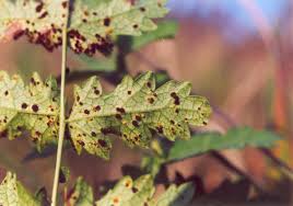 Attēlu rezultāti vaicājumam “Triphragmium ulmariae”