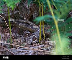 Attēlu rezultāti vaicājumam “Caprimulgus europaeus eggs”