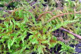 Attēlu rezultāti vaicājumam “Hypnum pallescens”