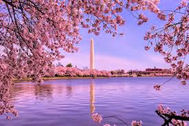 Image result for "cherry blossom" washington