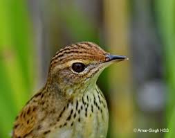 Image result for Locustella lanceolata