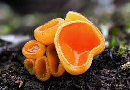 Attēlu rezultāti vaicājumam “Melastiza chateri”