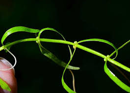 Attēlu rezultāti vaicājumam “Callitriche hermaphroditica leaf”