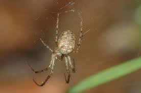 Attēlu rezultāti vaicājumam “Metellina segmentata”