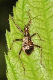 Attēlu rezultāti vaicājumam “Himacerus apterus”