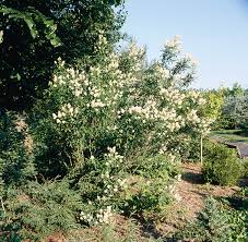 Attēlu rezultāti vaicājumam “Ligustrum vulgare”