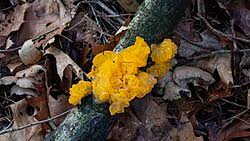 Attēlu rezultāti vaicājumam “Tremella ramalinae”