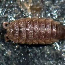 Attēlu rezultāti vaicājumam “Armadillidium pulchellum”