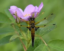 Attēlu rezultāti vaicājumam “Libellula quadrimaculata imago”