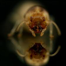 Attēlu rezultāti vaicājumam “Enteridium corticatum”