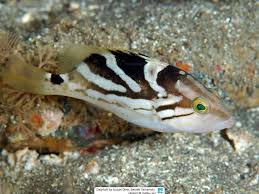 Image result for Epinephelus andersoni