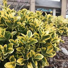 Attēlu rezultāti vaicājumam “Euonymus flower”