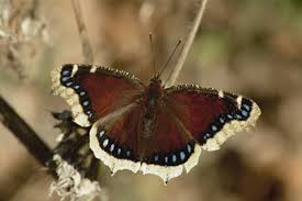 Attēlu rezultāti vaicājumam “Nymphalis antiopa upperside”