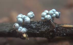 Attēlu rezultāti vaicājumam “Physarum album spores”