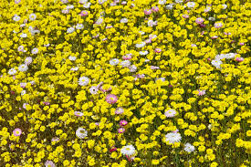 Image result for Helichrysum subulifolium