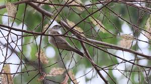 Attēlu rezultāti vaicājumam “Sylvia borin adult”