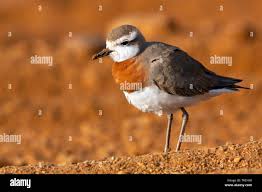Image result for Charadrius asiaticus