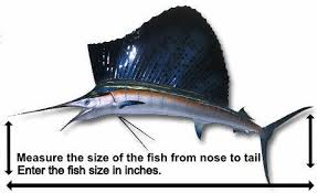 Image result for Kajikia albida