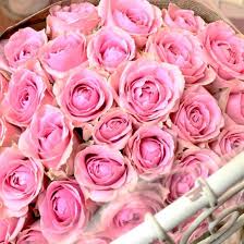 「花薔薇エルフ」の画像検索結果