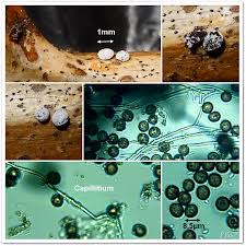 Attēlu rezultāti vaicājumam “Diderma cingulatum spores”