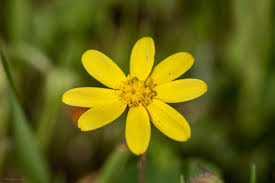 Attēlu rezultāti vaicājumam “Senecio vernalis flower”
