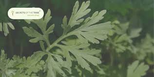 Attēlu rezultāti vaicājumam “Artemisia absinthium leaf”