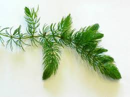 Attēlu rezultāti vaicājumam “Ceratophyllum submersum”