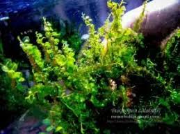 Attēlu rezultāti vaicājumam “Blepharostoma trichophyllum”