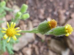 Attēlu rezultāti vaicājumam “Senecio viscosus leaf”